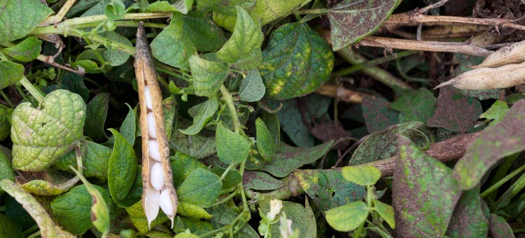 Bönor och gröna blad.
