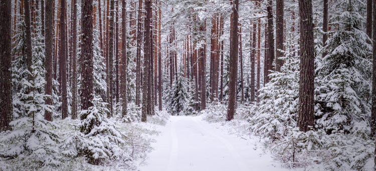 En väg leder genom en snötäckt tallskog