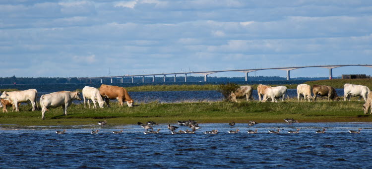 Kor äter gräs i Beijershamn naturreservat på Öland med Ölandsbron i bakgrunden.